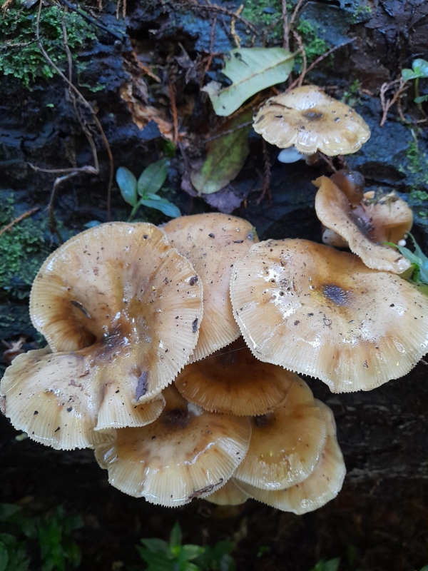 <Amazing fungi in the Park>