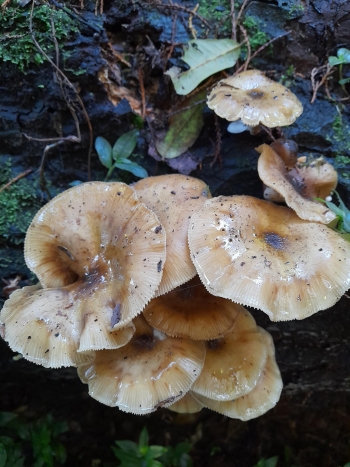 Amazing fungi in the Park