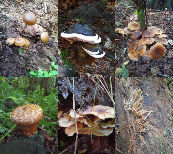 <Amazing fungi in the Park>